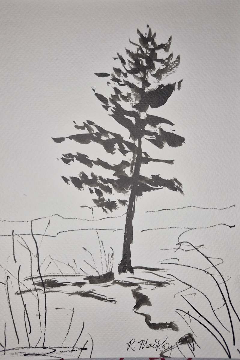 Pine sketch by Rhondda MacKay, Image 1.