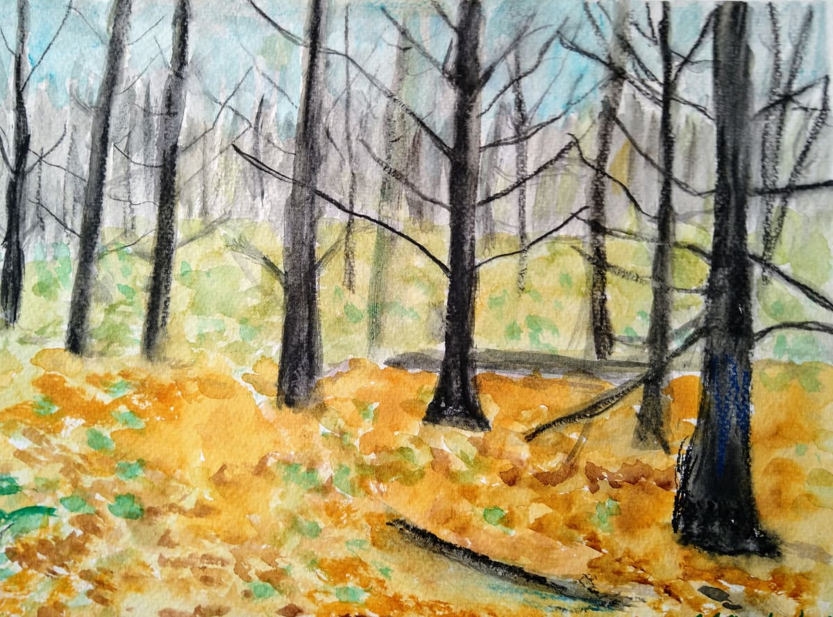 Forrest Exposed by Rhondda MacKay  Image: The forrest behind Nepean Sportsplex when all the leaves had fallen.
