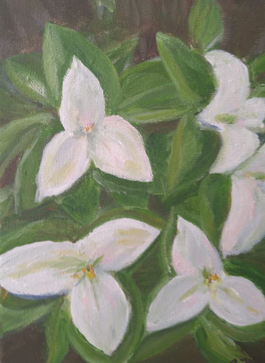 Backyard Trilliums  Image: These trilliums were transplantd from our woodlot many years ago.