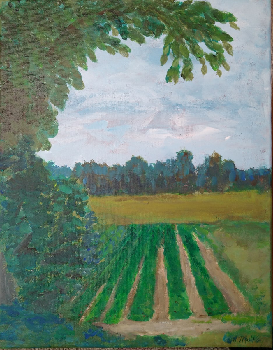Strawberry Fields by Rhondda MacKay  Image: Seen from the shade, with storm clouds rolling in. 