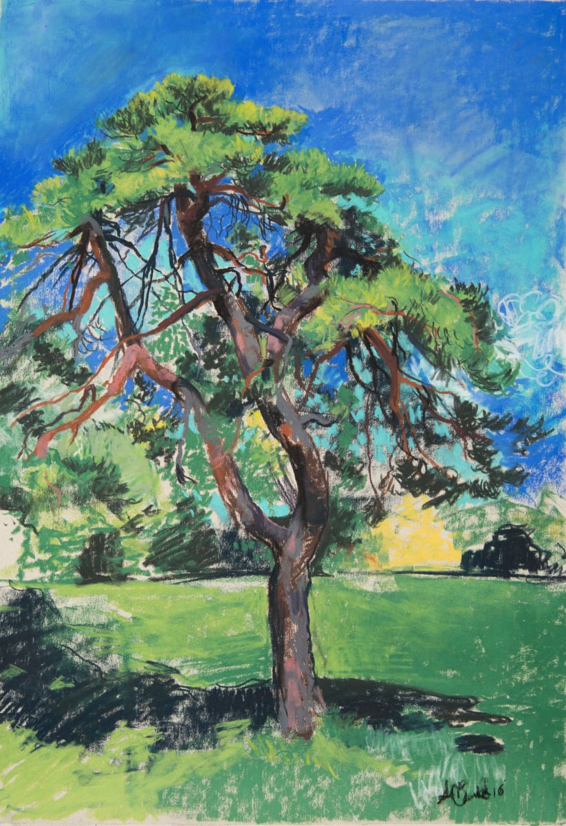 Austrian Pine by Sean Oswald 