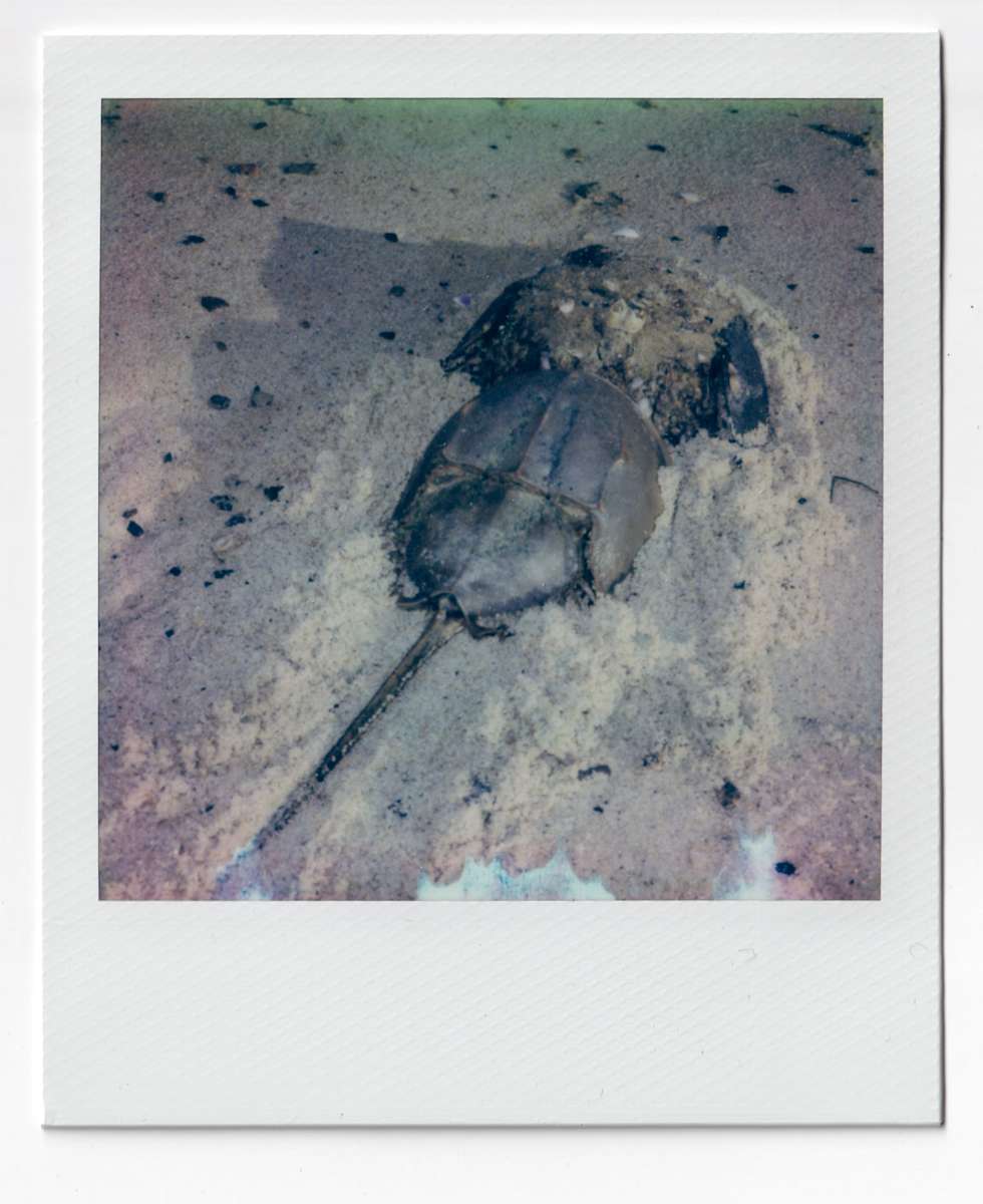 archive by Sara Stern 