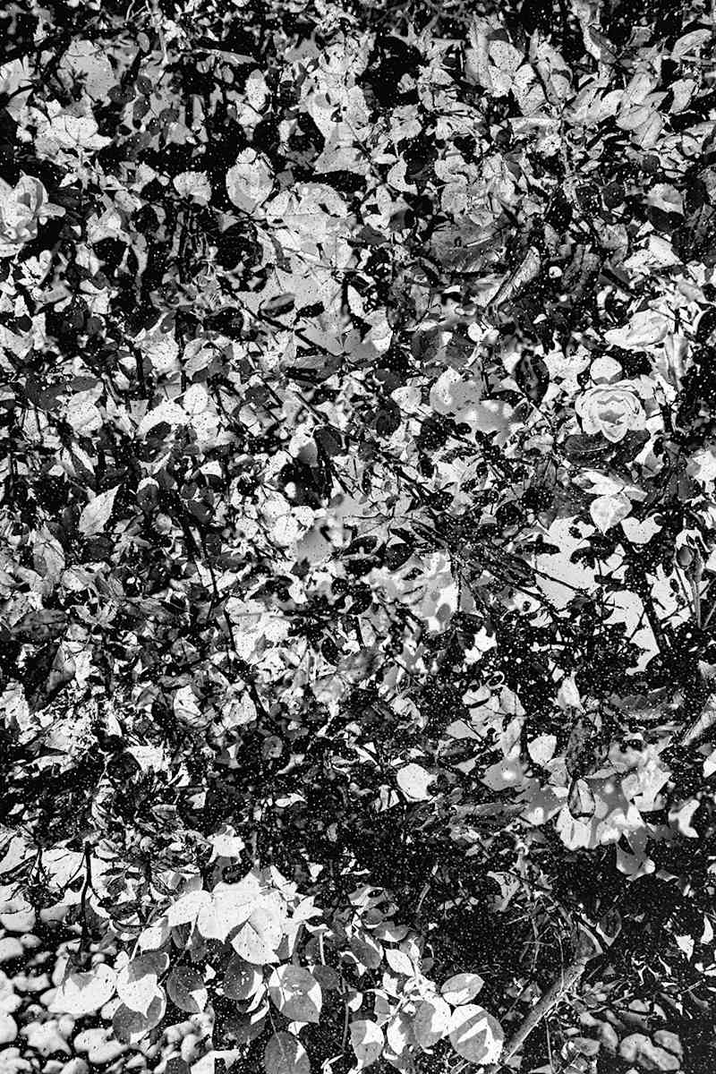 The Unlikely Possibility of Disappearing: No.18: Even There, There Are Stars by Margaret Inga Urias, Image 1.