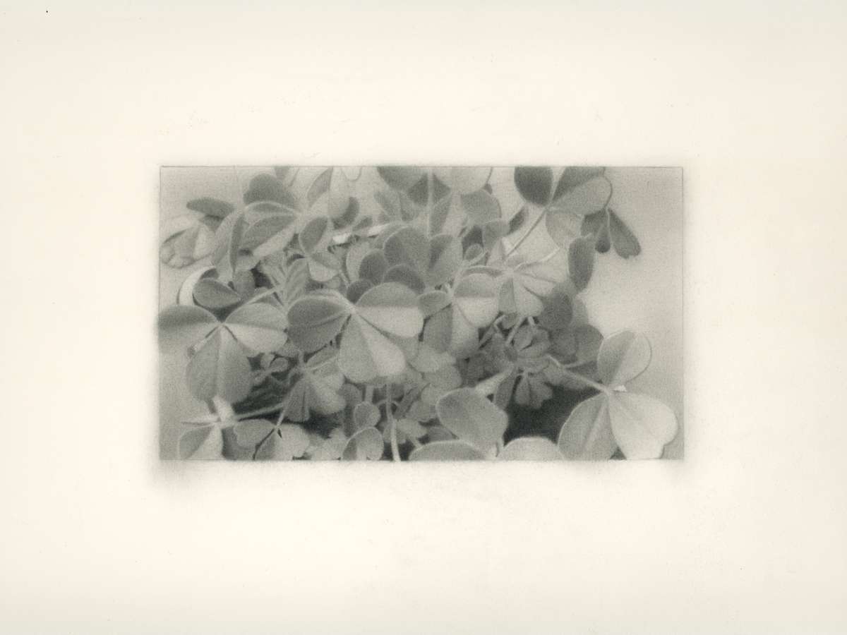 Clovers by Nick Hobbs, Image 2.