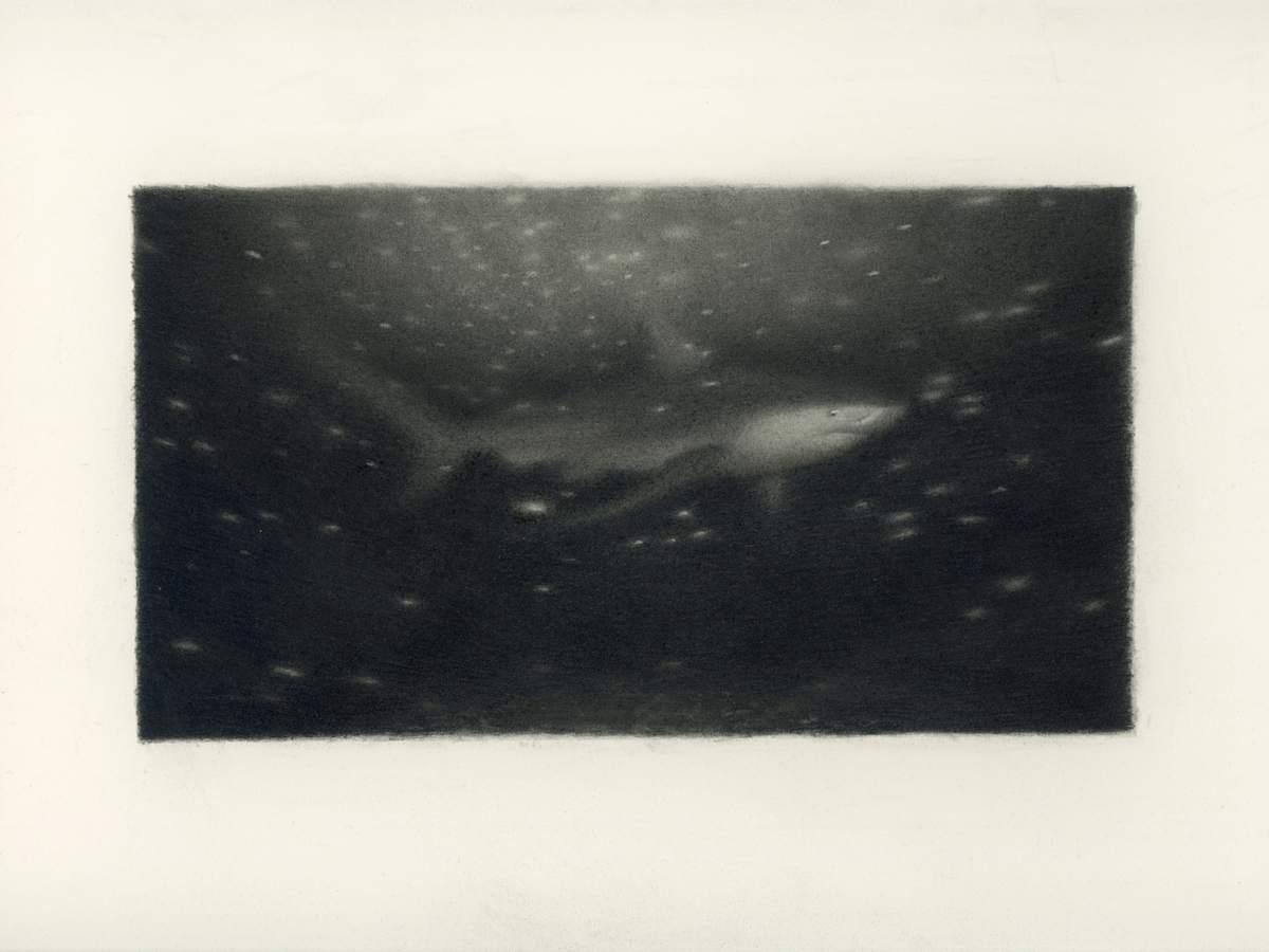 Shark by Nick Hobbs, Image 1.