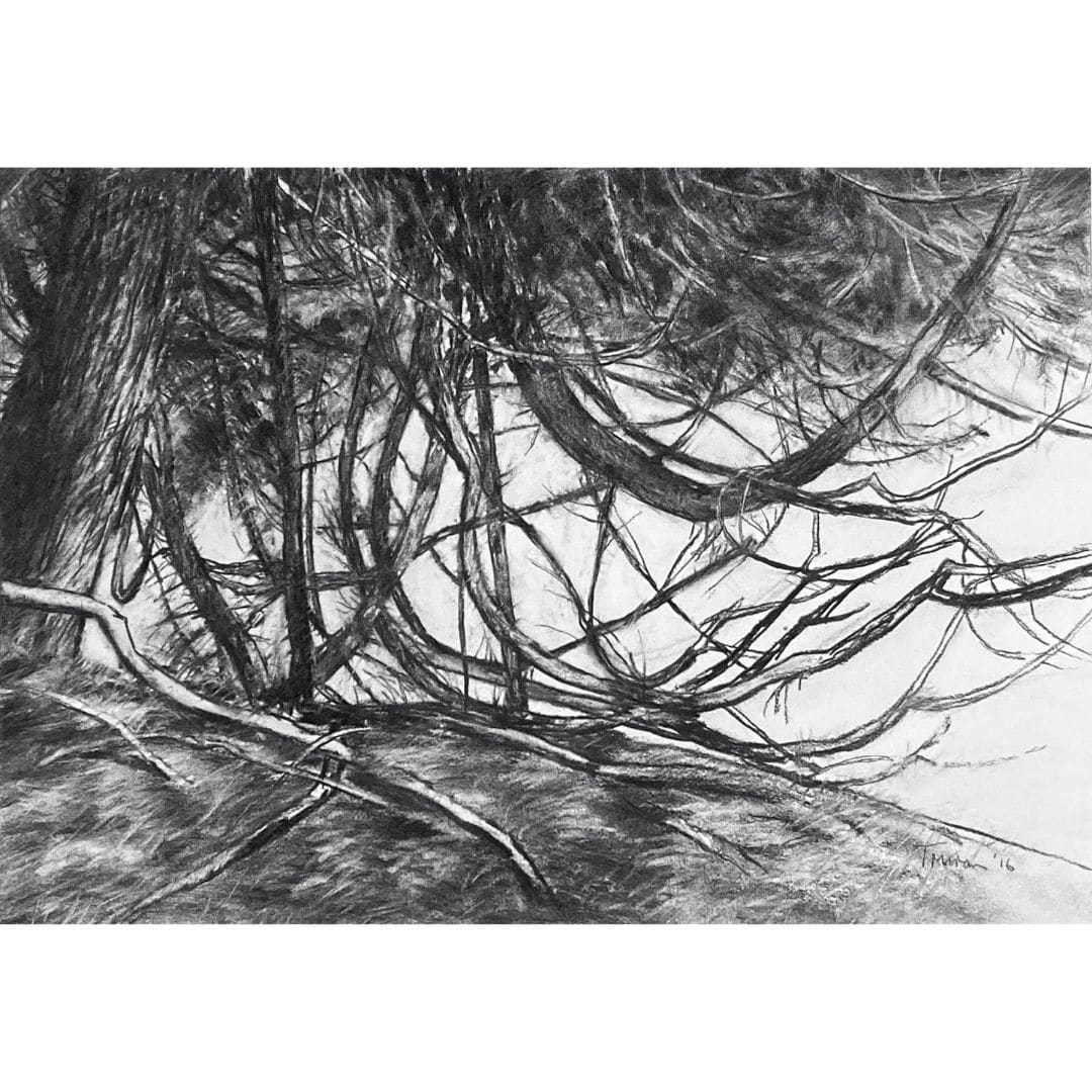 Cedar, North Shore #2 