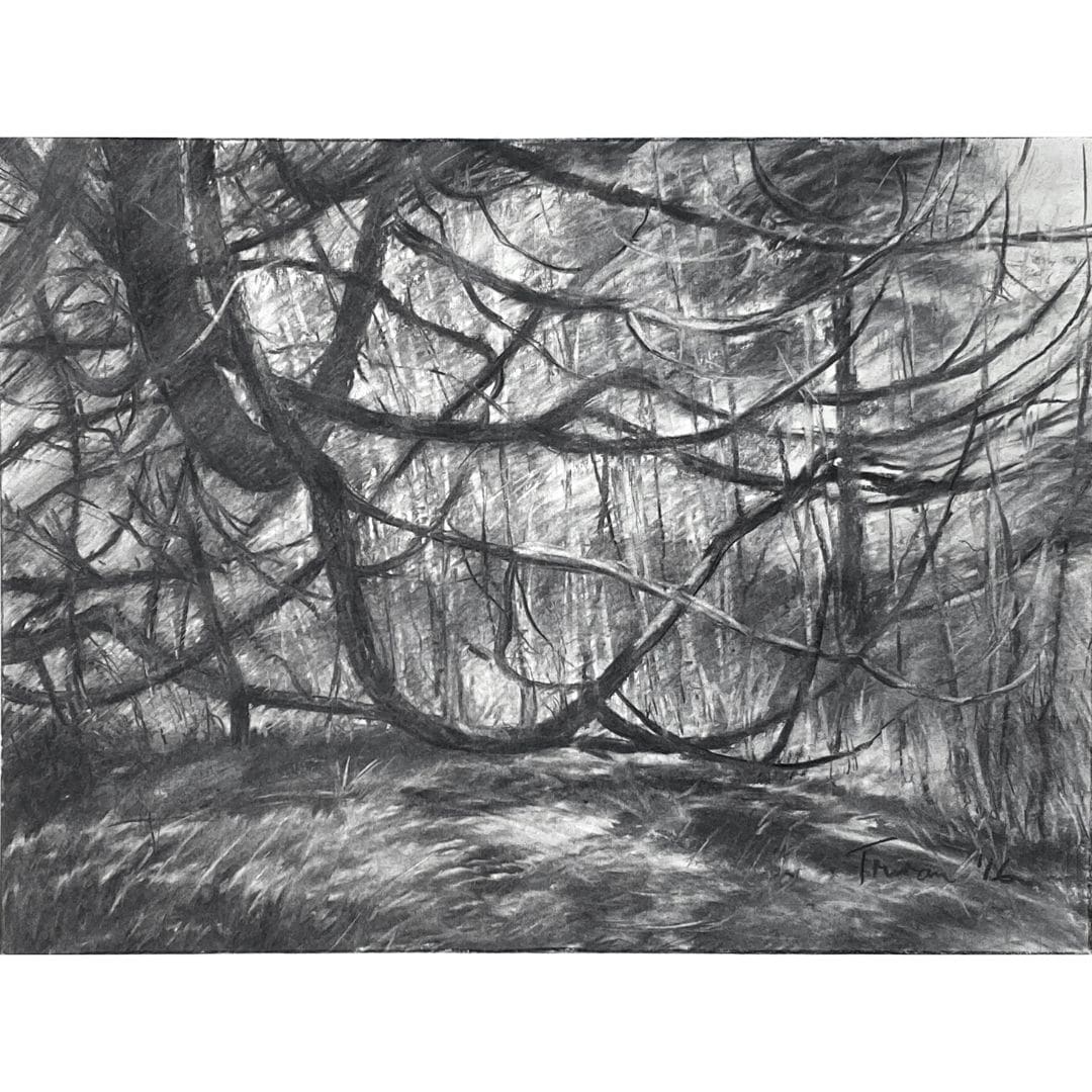 Cedar, North Shore #1 