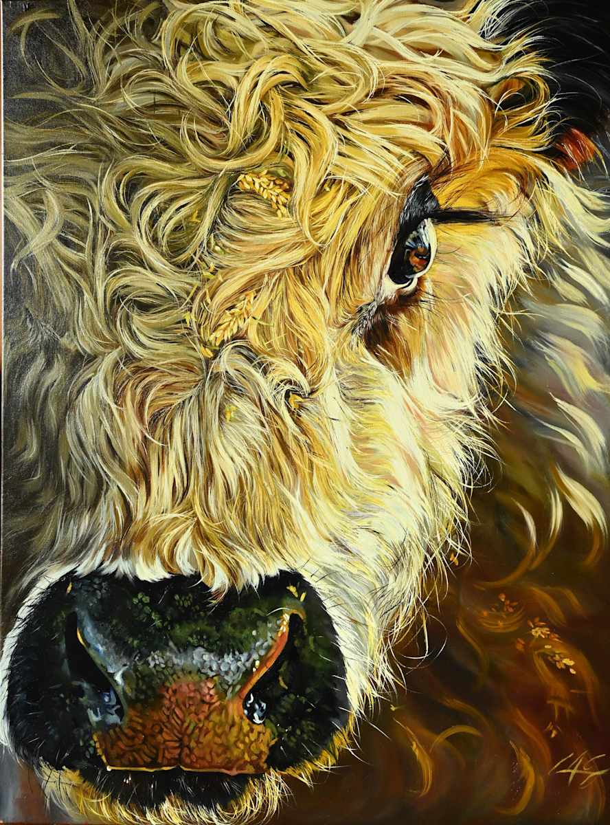 Galloway Calf by Lori Spradley, Image 1.