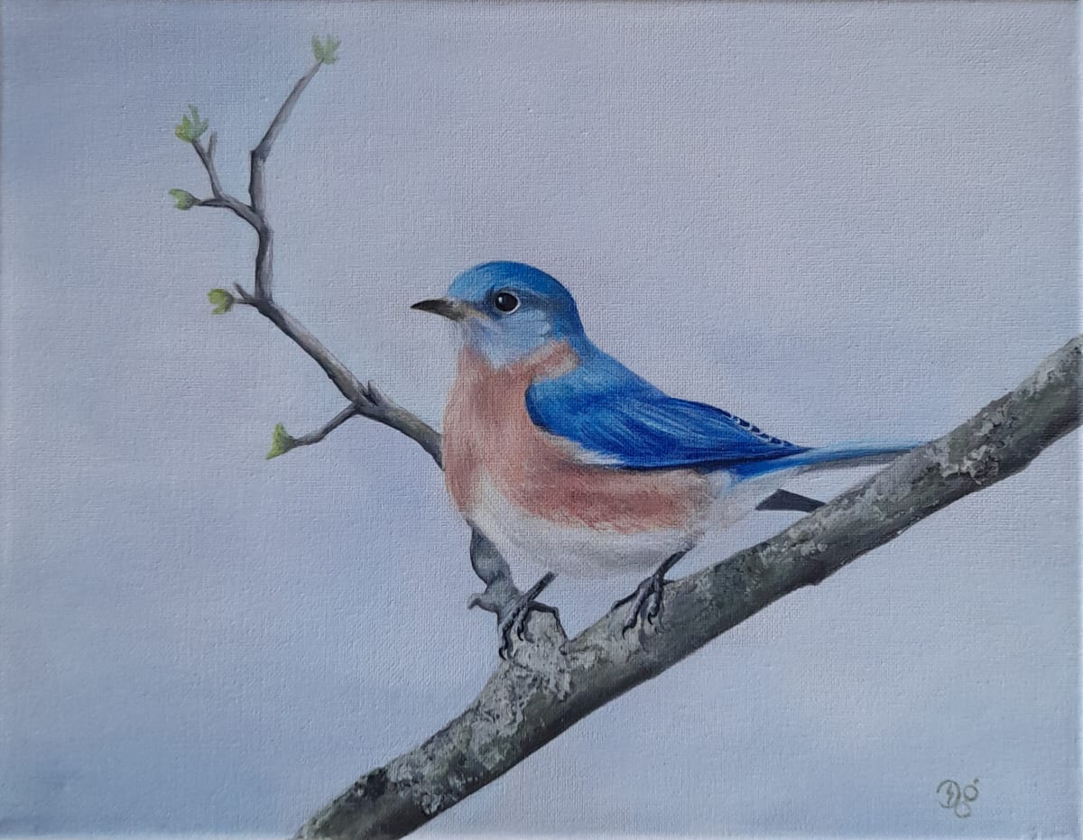 Eastern Bluebird by Donna Gonzalez  Image: An Eastern Bluebird ready for Spring. 