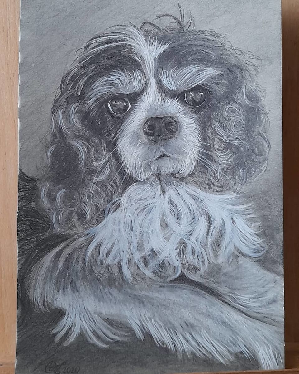 Shay by Donna Gonzalez  Image: This drawing of Shay a King Charles Spaniel, was gifted to my son's girlfriend as a Christmas gift, and sadly her dog passed away shortly afterwards. 