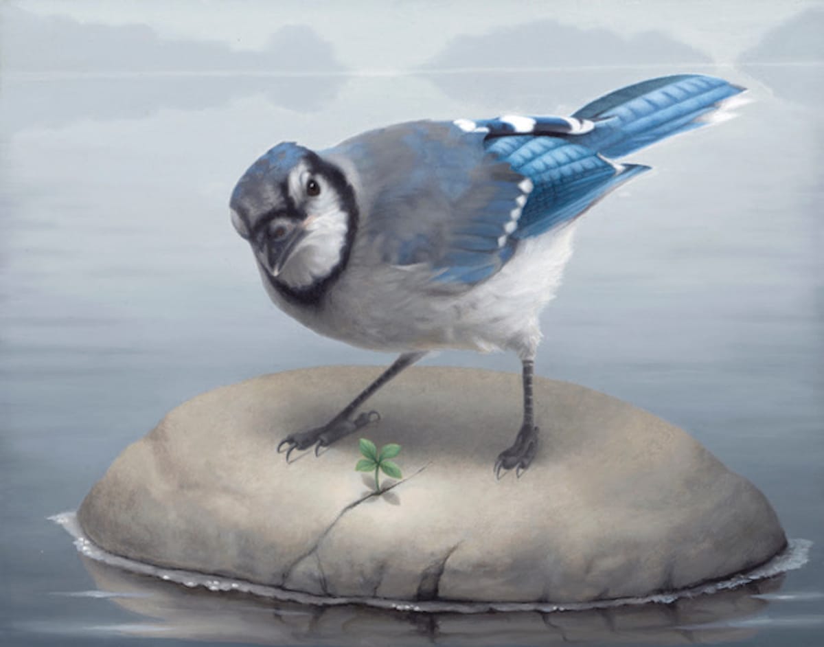 Blue Jay, Image 1.