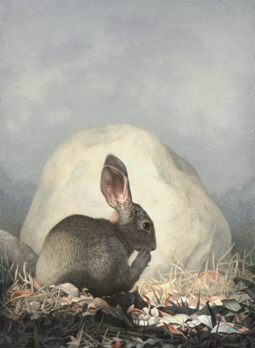 Marsh Hare 