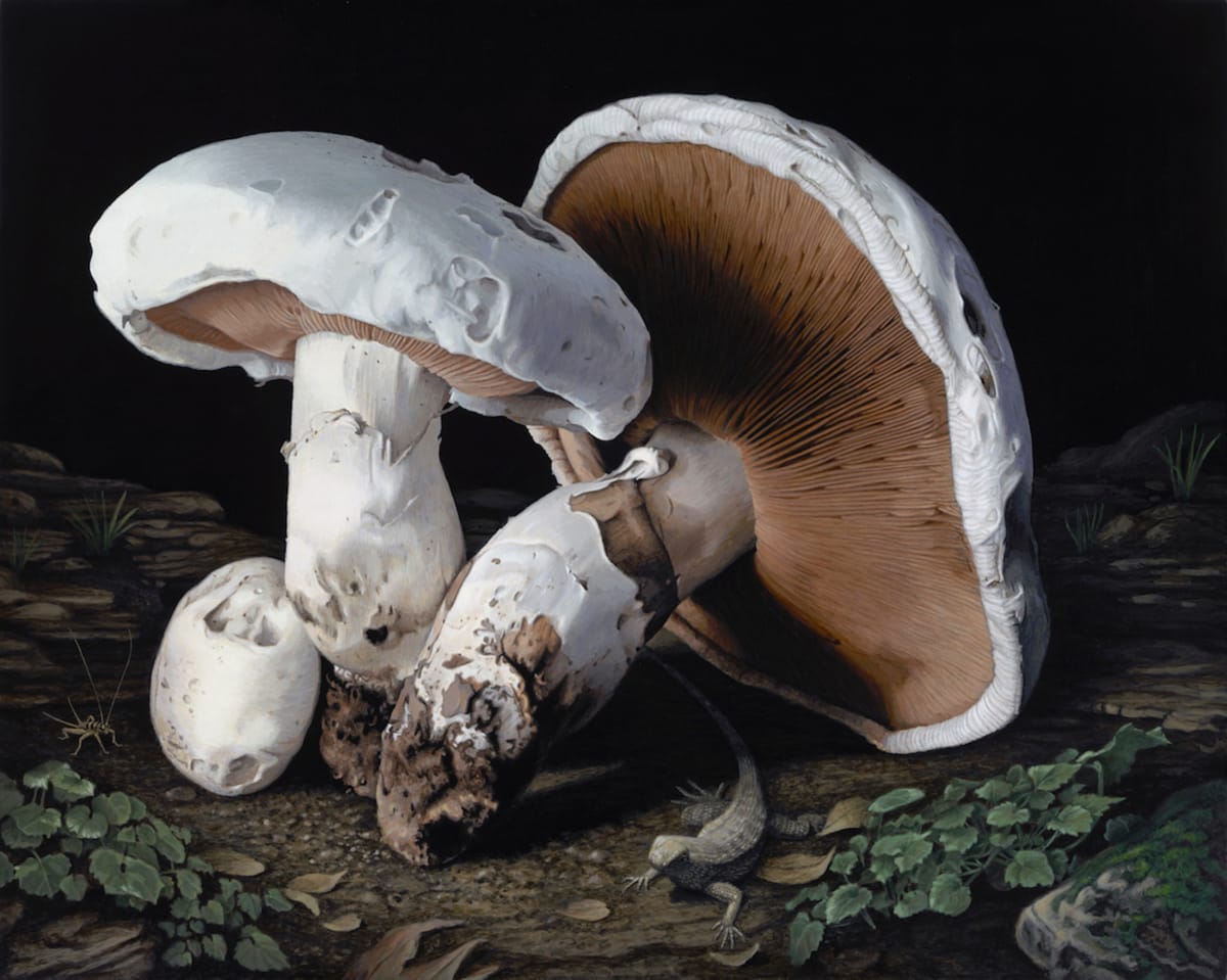 Meadow Mushrooms 