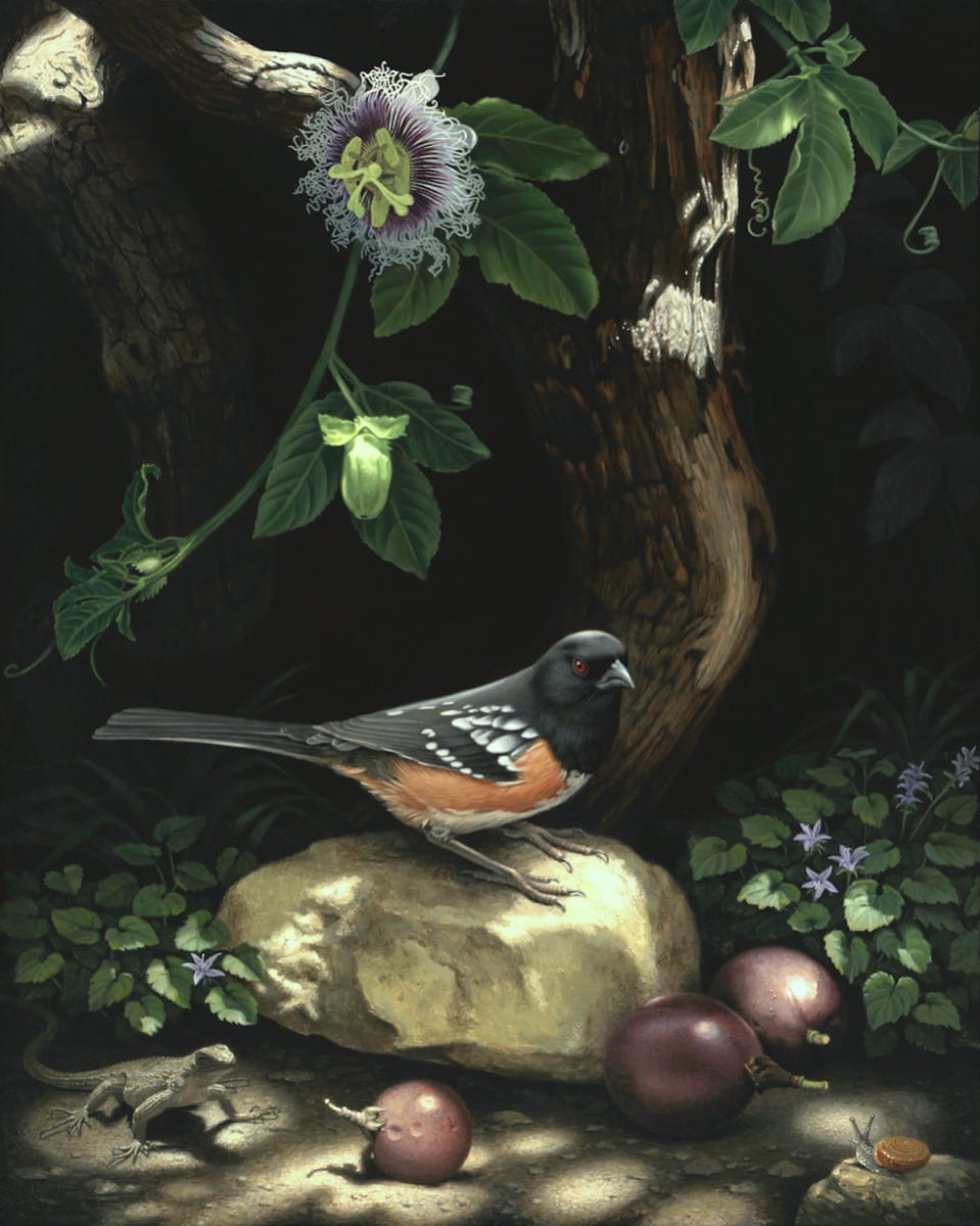 Spotted Towhee 