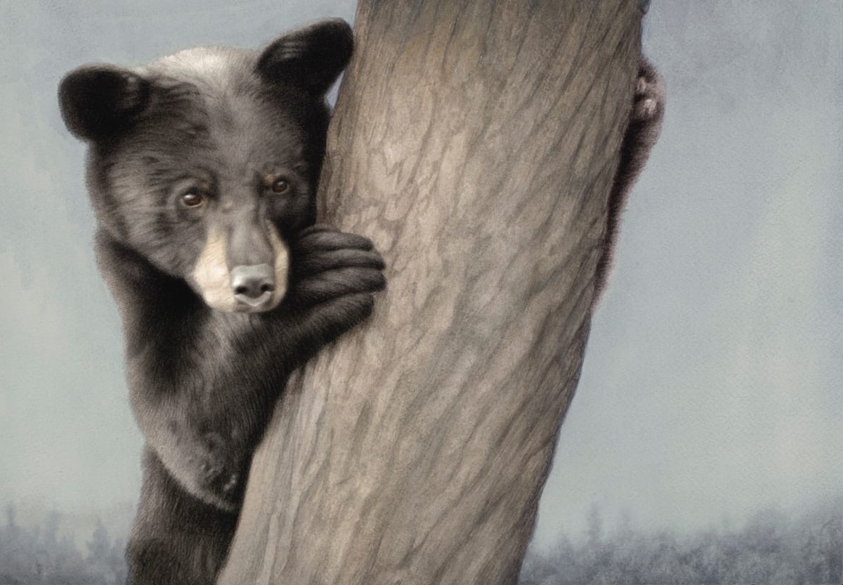 Yearling Black Bear, Image 1.