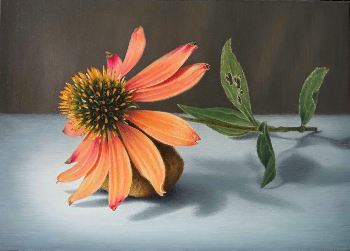 Coneflower and Fossil 