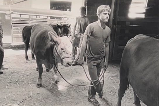 Untitled - Young Man Leading a Cow 