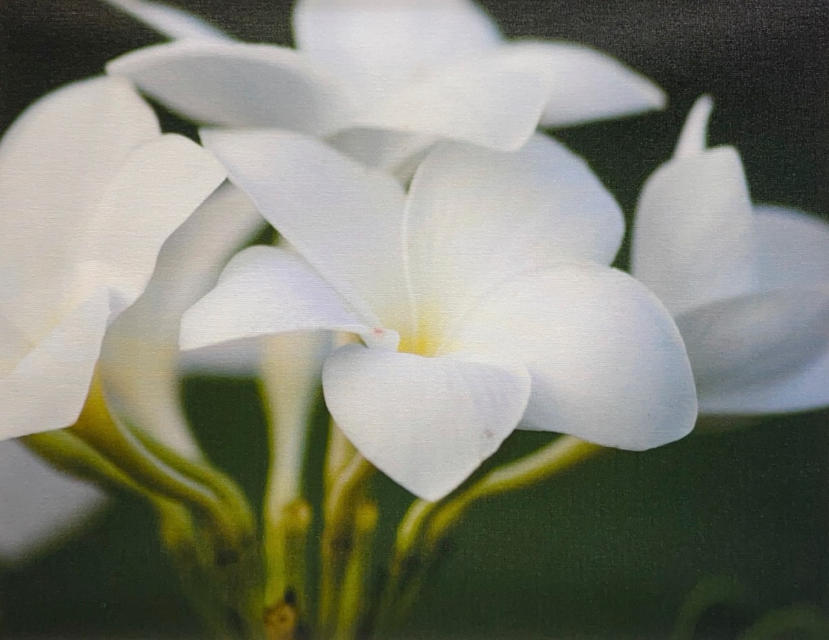 Untitled - White Flower 
