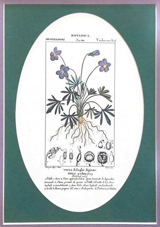 Untitled - Botanica Viola 