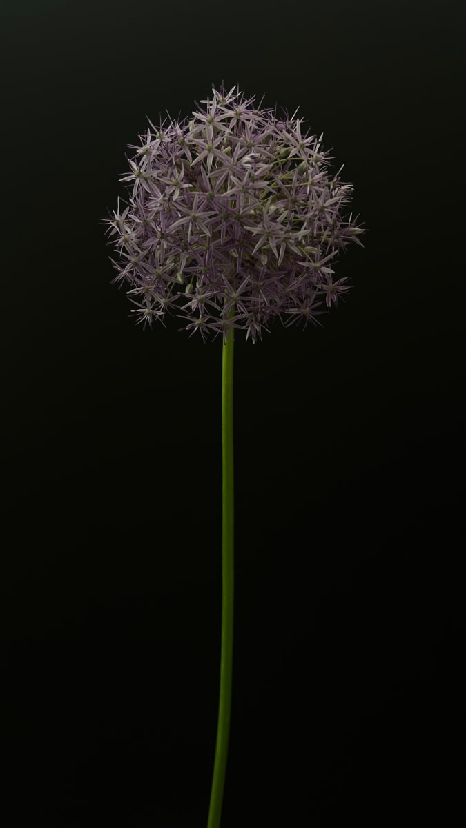 Allium by Allison Lavigne 