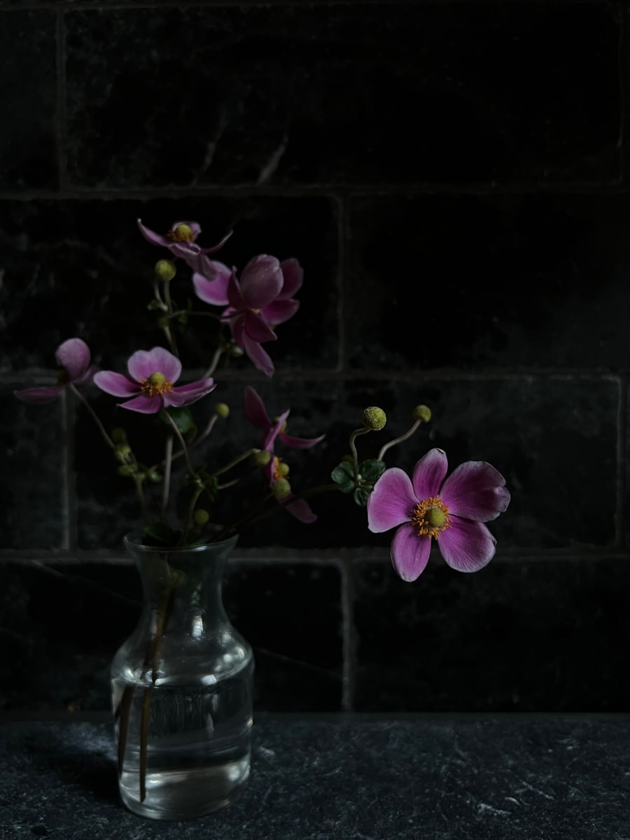 Anemone by Allison Lavigne 