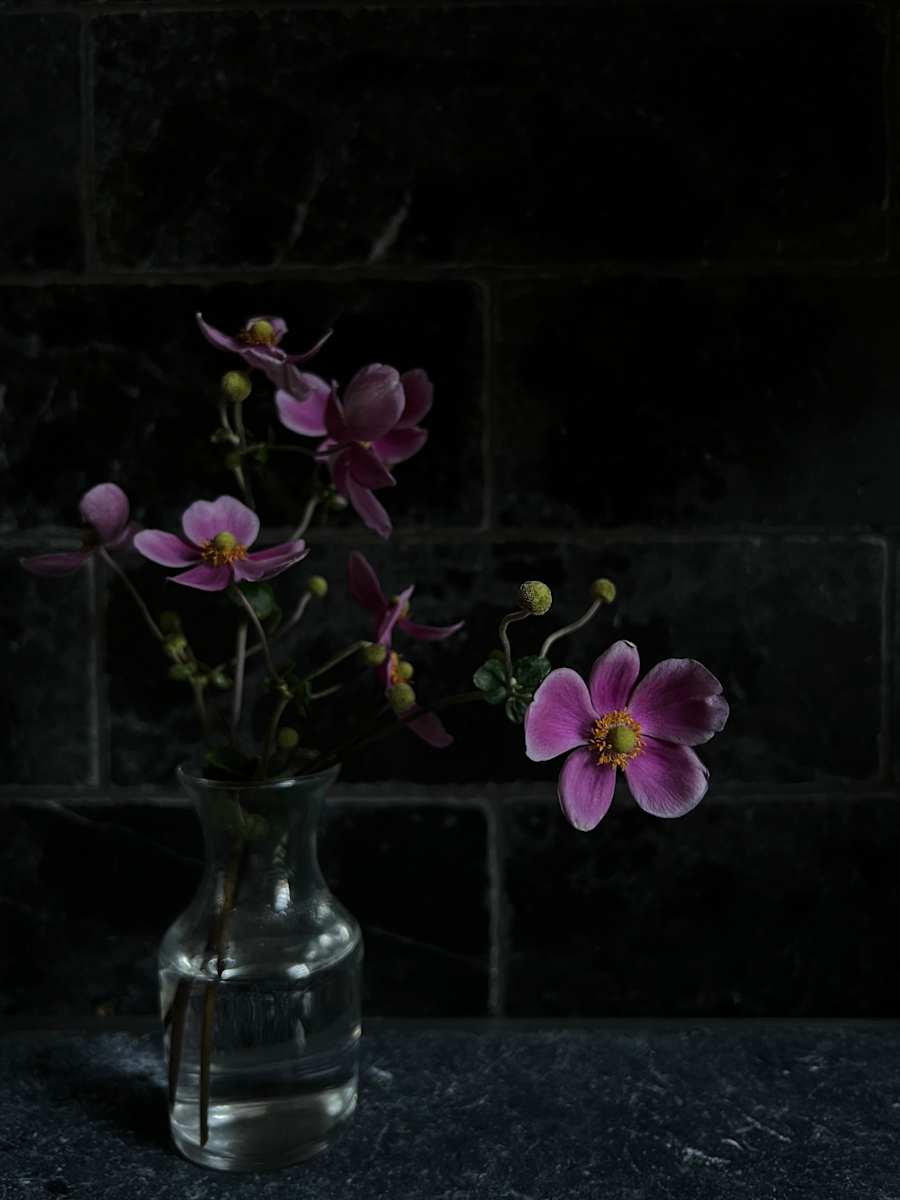 Anemone by Allison Lavigne, Image 4.