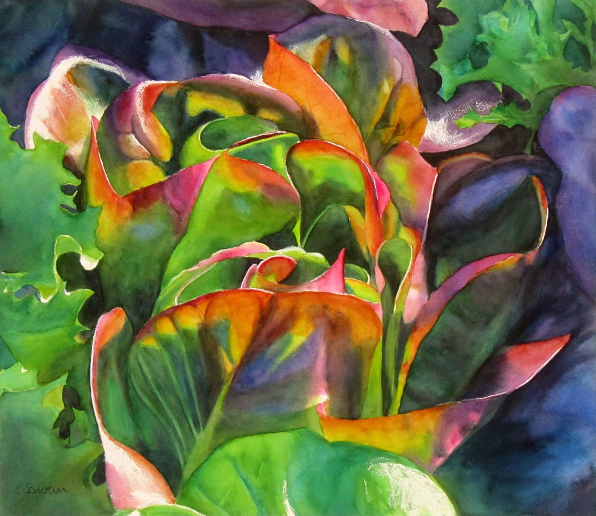 Red Lettuce by Elizabeth Burin  Image: Watercolor painting of red lettuce in sunlight