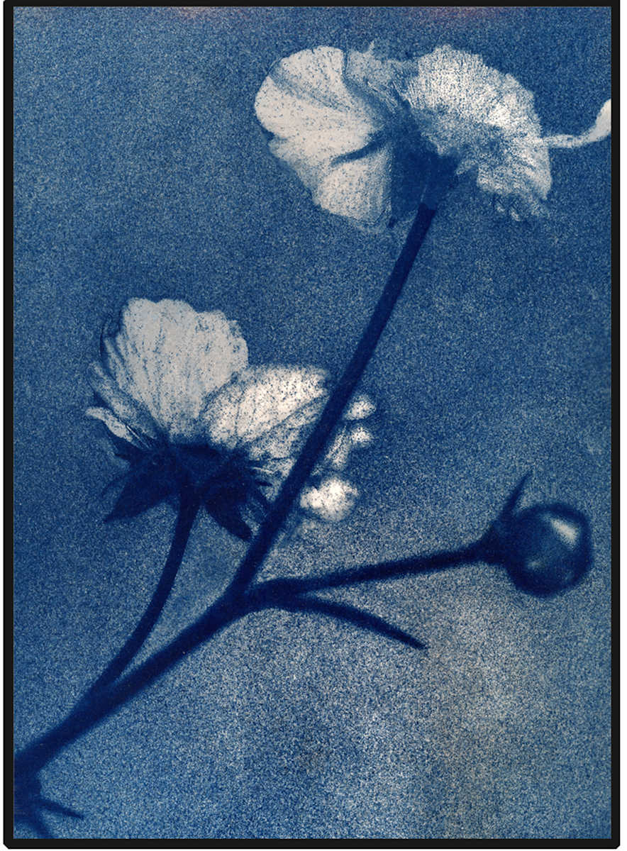 Blue Orange Flower by Susan Chainey 