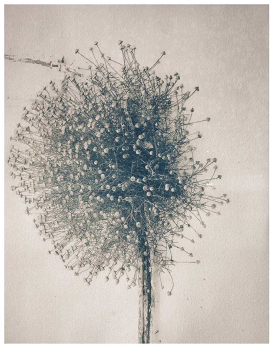 Lonely and Blue Onion by Susan Chainey 