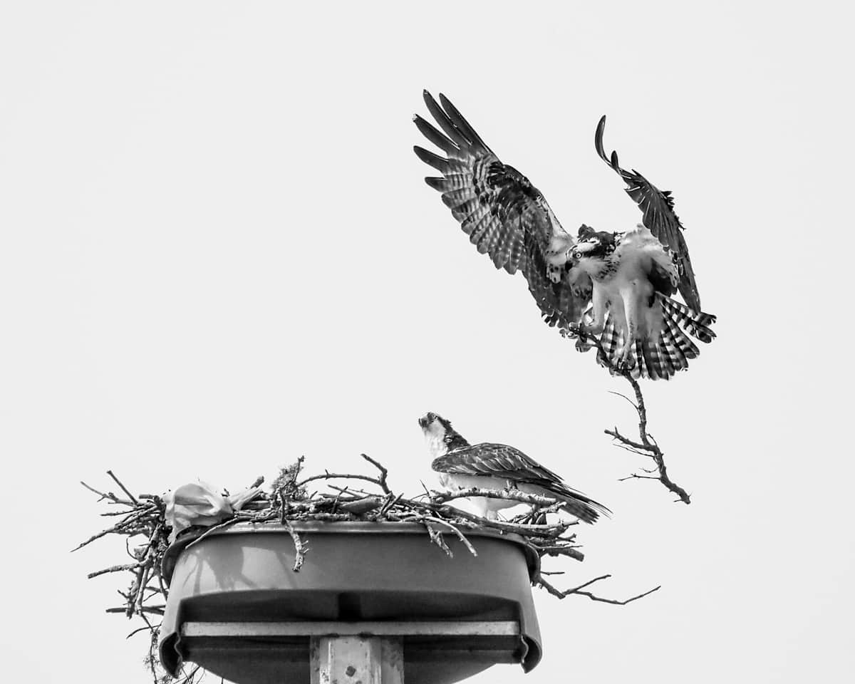 Nest Building by Barbara Gasdaglis 