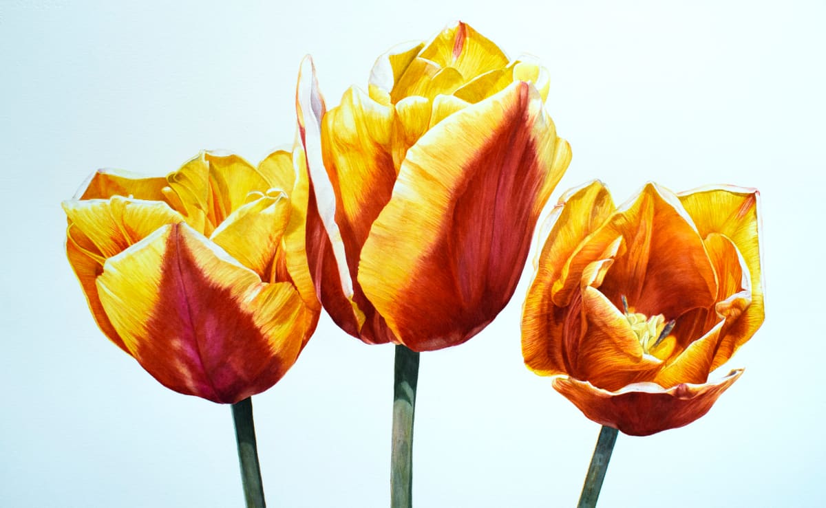 Tulip Trio by Jennifer Gillen 