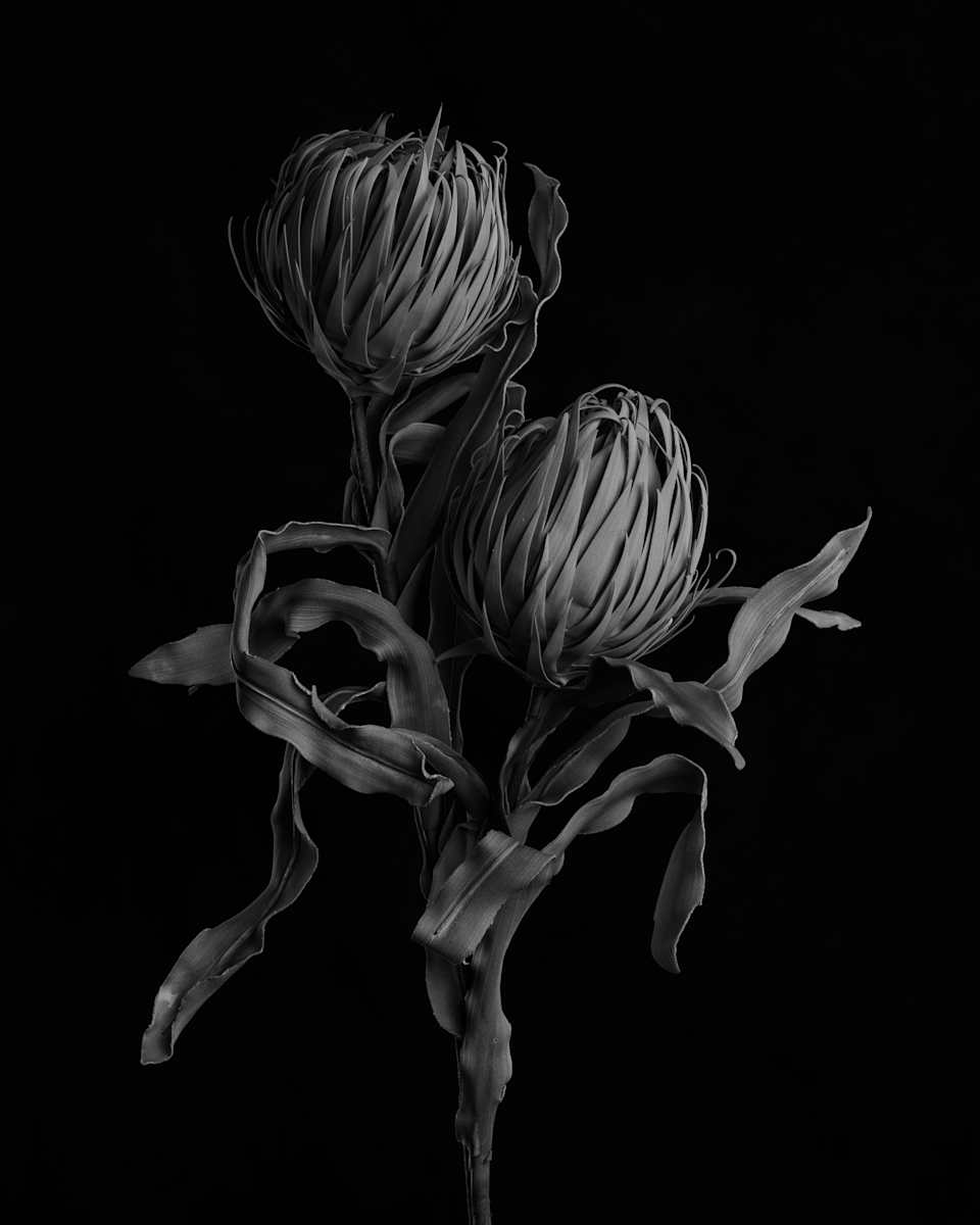 King Proteas by Sam Hughes 