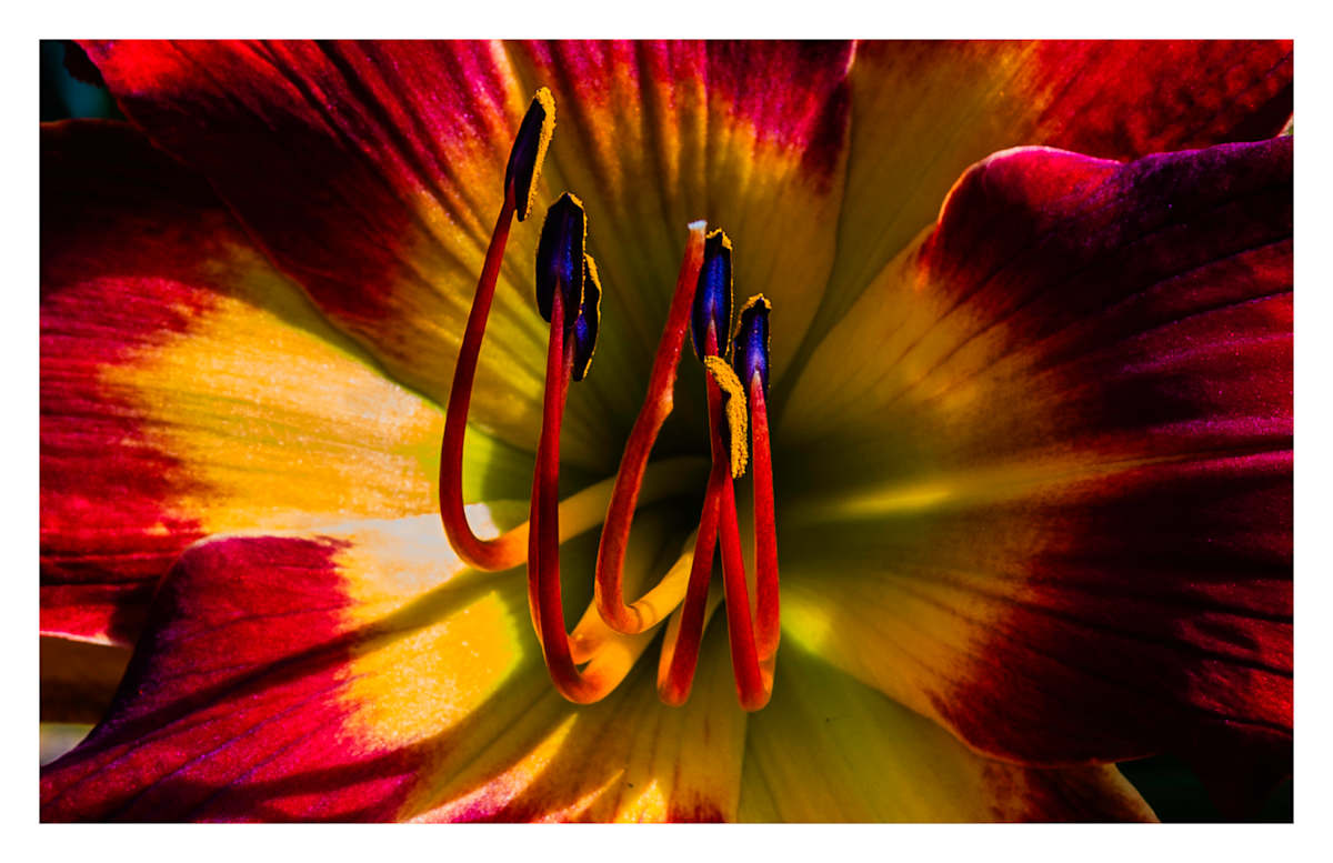 Day Lilies 3 by Al Kelman 