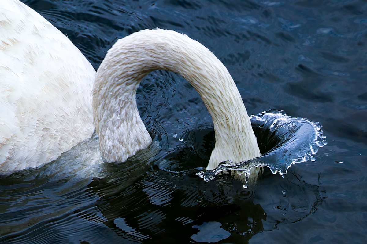 Arc of Grace by Joe Luedtke 