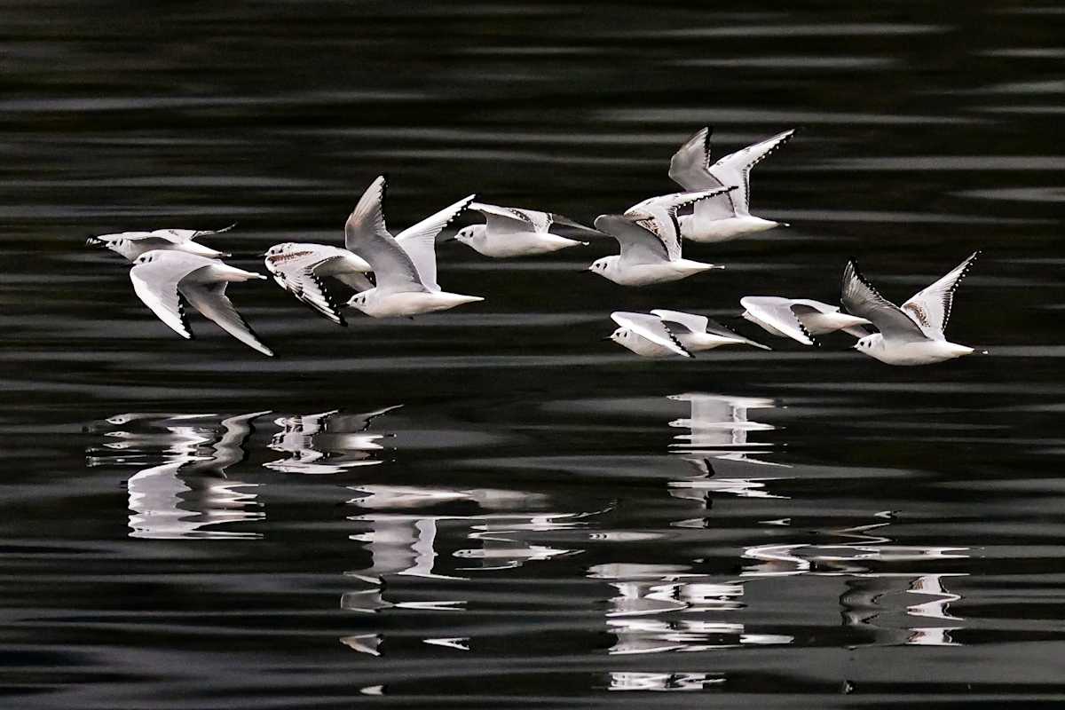 Marbled Flight by Joe Luedtke 