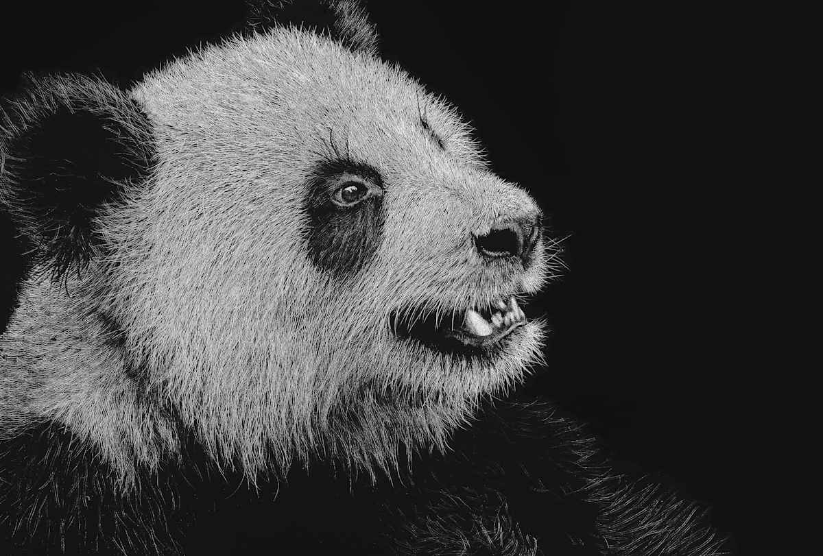 Panda by Brittany Johnson 