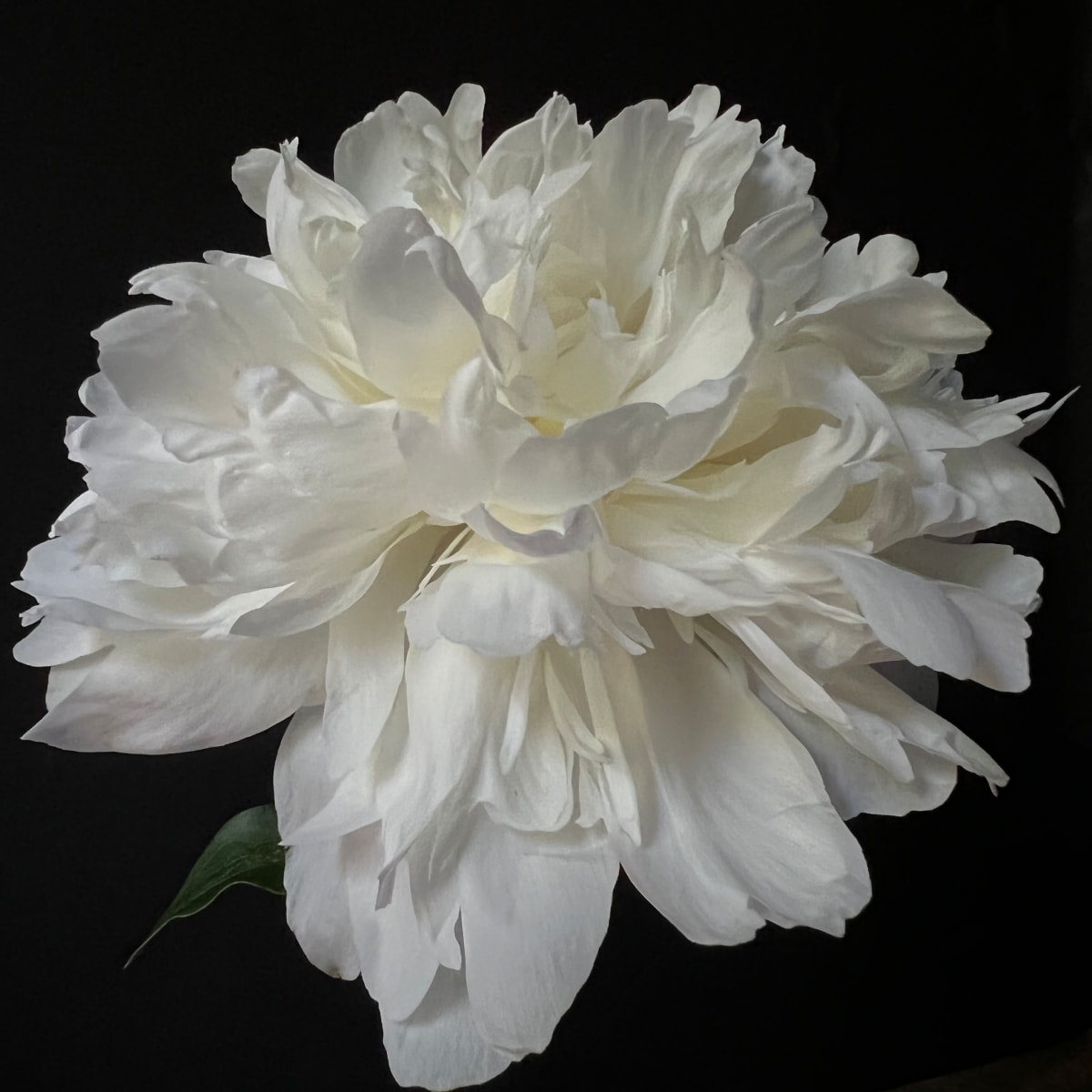 Peony by Allison Lavigne 