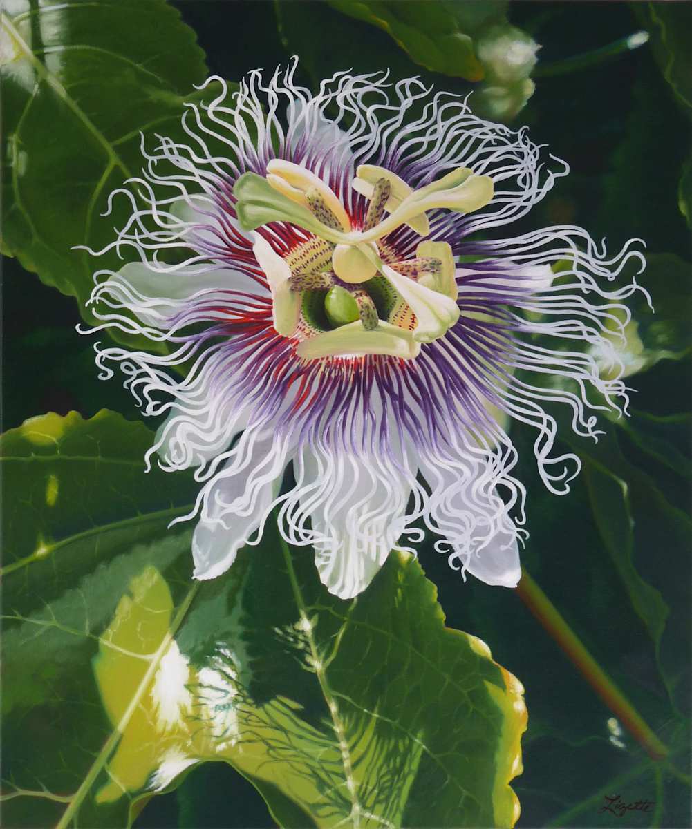 Fireworks by Lizette Phillips 