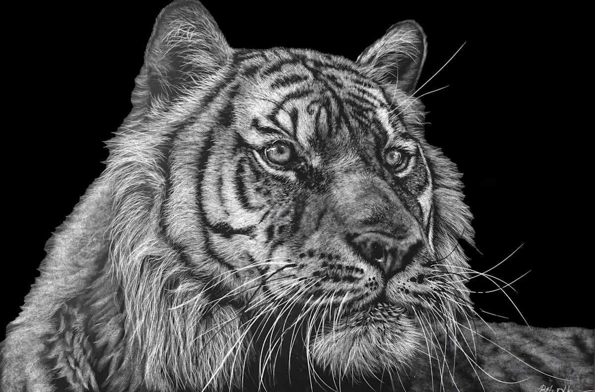 Tiger by Brittany Johnson 