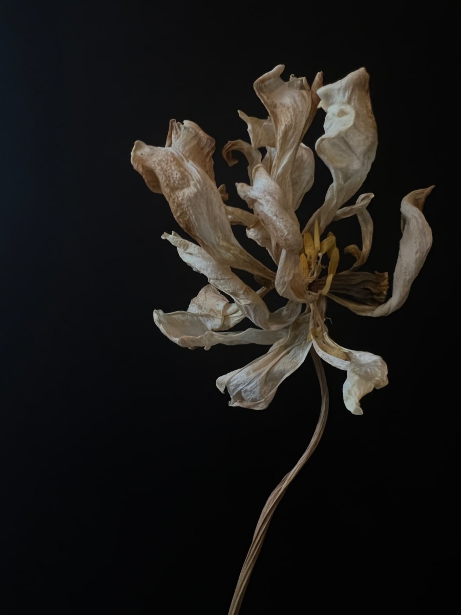 Stunning | Tulipa Dried, Virginia by Allison Lavigne 