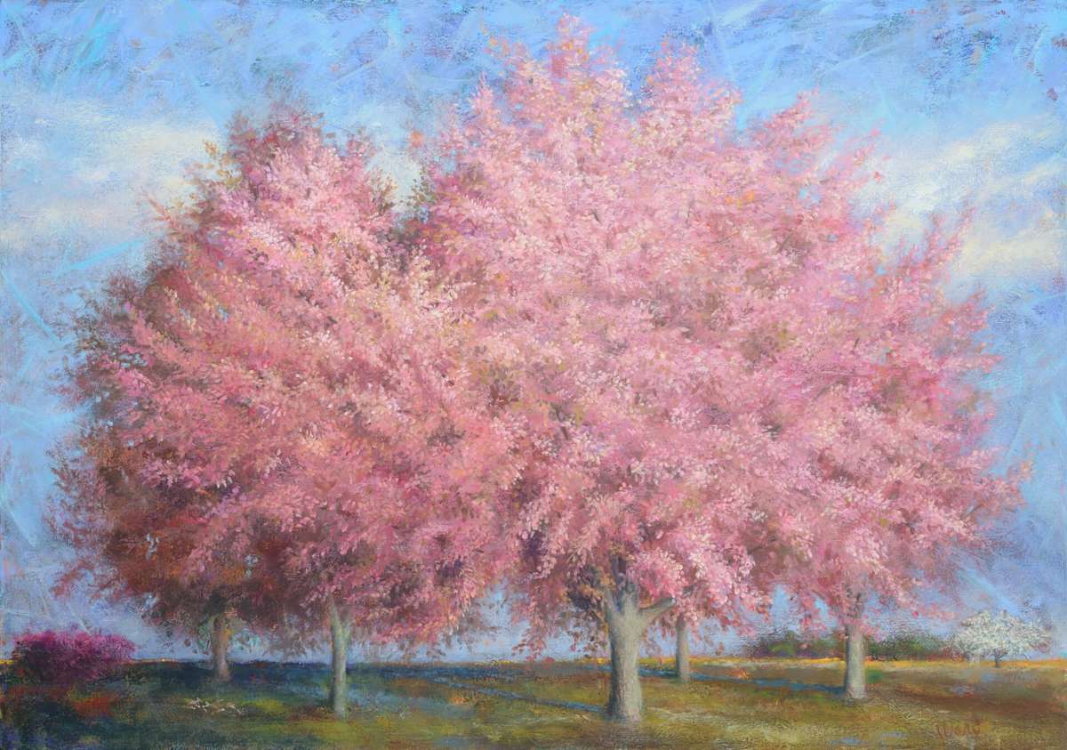 Pink Cherry Trees by Kathleen Ward 