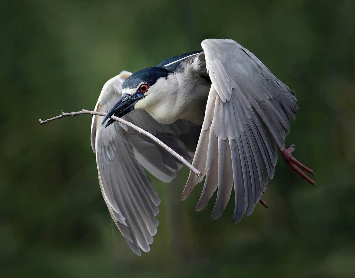 Black-crowned Night Heron by Alan Clark 