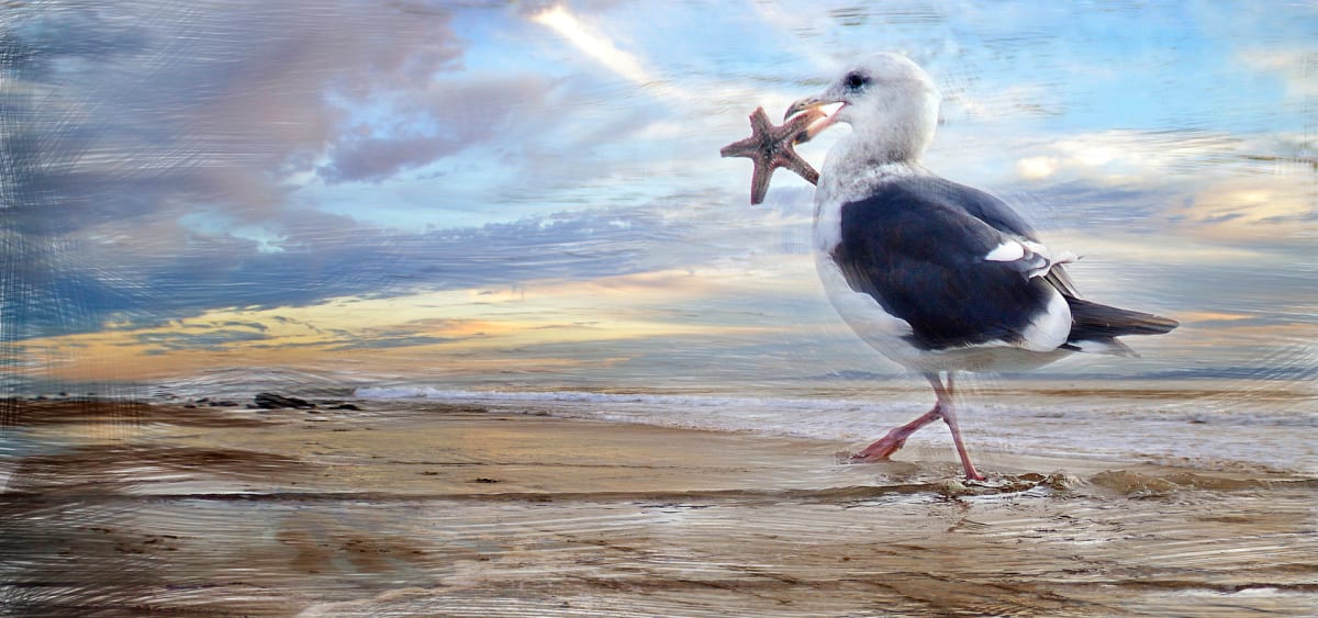 Gull and Starfish by Lorraine DarConte 