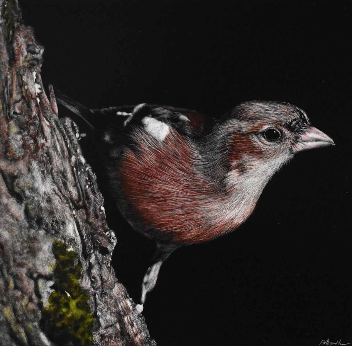 Male Chaffinch by Brittany Johnson 
