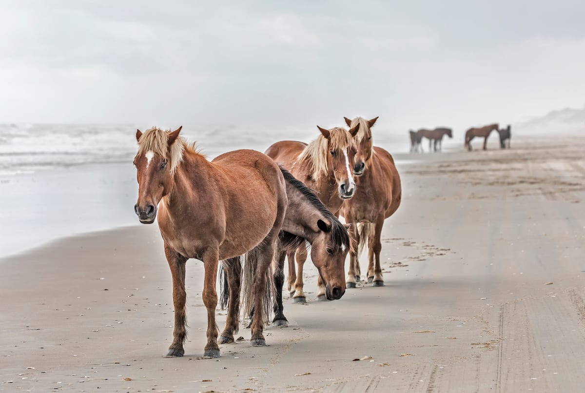 Wild Horses of Corolla OBX by Sandra Snider 