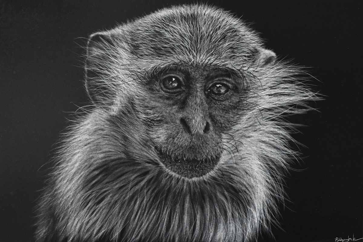 Vervet by Brittany Johnson 