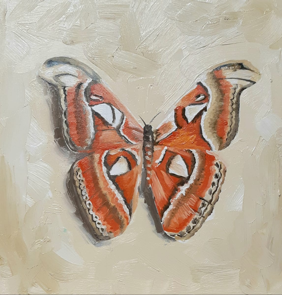 Atlas Moth by Catherine Mills  Image: Atlas Moth, oil on panel, 8 x 8 inches