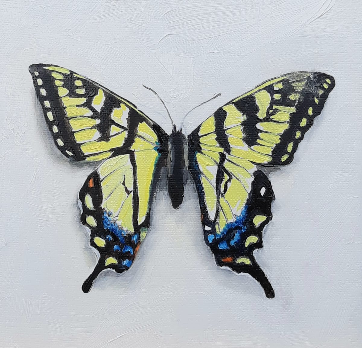 Small Yellow Swallowtail by Catherine Mills  Image: Small Yellow Swallowtail, 6 x 6 inches, oil on wood panel