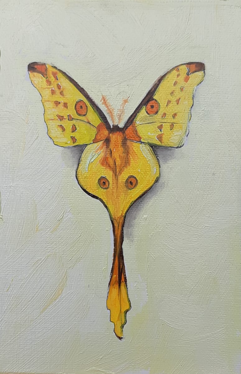 Small Comet Moth by Catherine Mills  Image: Small Comet Moth, 4 x 6 inches, Oil on wood panel