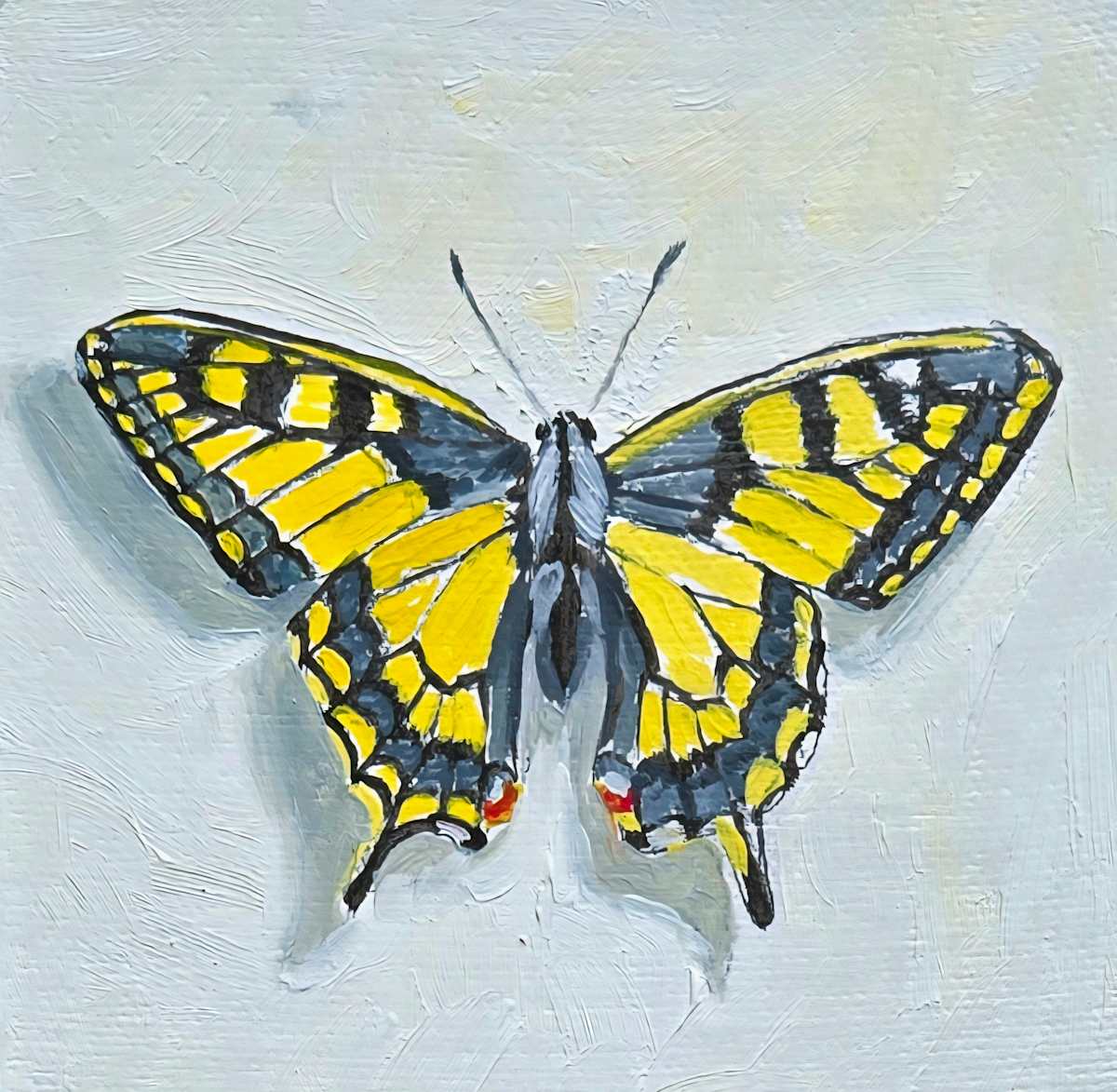Mini Yellow Swallowtail by Catherine Mills  Image: Mini Yellow Swallowtail